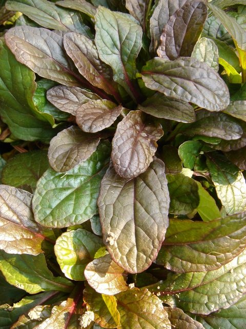 Ajuga reptans 'Purpurea'